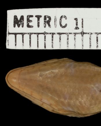 Media type: image;   Herpetology R-11203 Aspect: head ventral